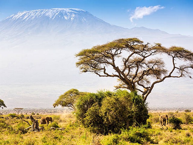 How important is acclimatisation for Kilimanjaro?