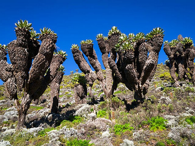 What is the closest airport to Kilimanjaro?