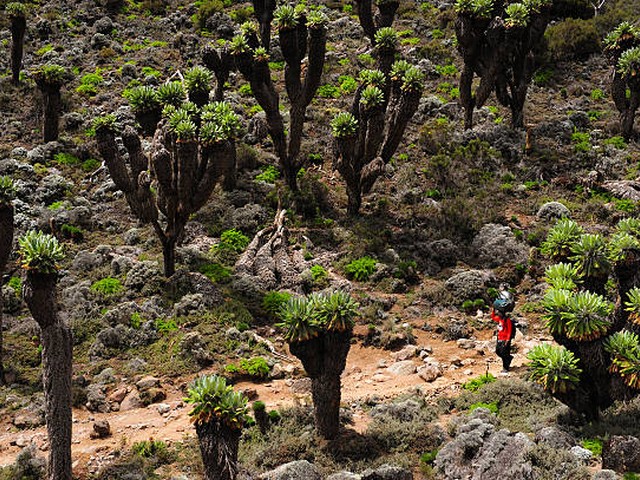 Is there an initiative to protect Kilimanjaro's glaciers?