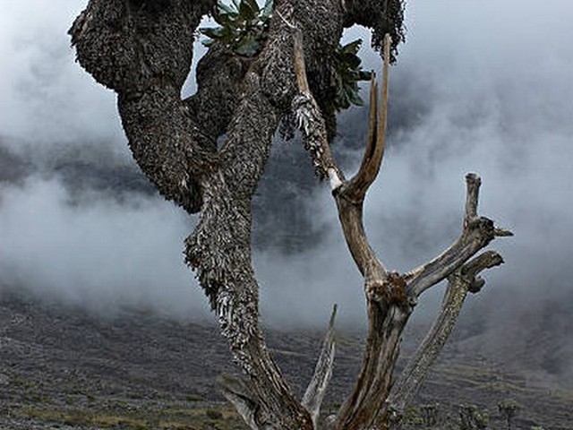 8 days Mount Kilimanjaro Climbing on Northern Circuit Route