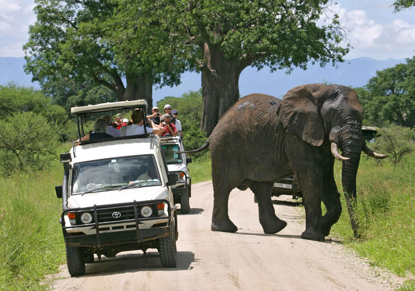 wildlife safaris