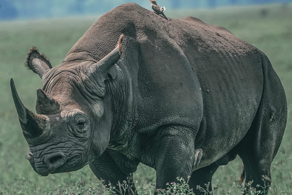 Ngorongoro