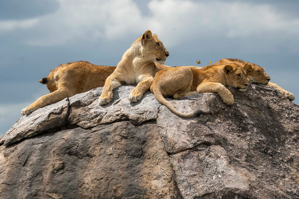 Tanzania Safari